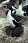 Chatham Island shag | Papua. Adult on nest containing chicks. Cape Fournier, Chatham Island, December 1981. Image © Department of Conservation (image ref: 10033306) by Rod Morris, Department of Conservation.