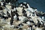 Chatham Island shag | Papua. Adults and large chicks on breeding colony. Chatham Island, December 1981. Image © Department of Conservation (image ref: 10038075) by Dick Veitch, Department of Conservation.