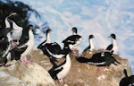 Chatham Island shag | Papua. Breeding colony. Cape Fournier, Chatham Island, January 1979. Image © Colin Miskelly by Colin Miskelly.