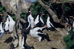 Chatham Island shag | Papua. Adults on breeding colony. Rabbit Island, Chatham Islands, August 1968. Image © Department of Conservation (image ref: 10035211) by Don Merton, Department of Conservation.