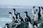 Chatham Island shag | Papua. Adults roosting. Star Keys, Chatham Islands, February 1988. Image © Alan Tennyson by Alan Tennyson.