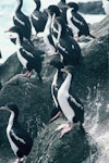 Chatham Island shag | Papua. Roosting flock. Star Keys, Chatham Islands, February 1988. Image © Alan Tennyson by Alan Tennyson.