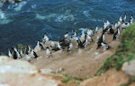 Chatham Island shag | Papua. Breeding colony with large chicks and juveniles. Cape Fournier, Chatham Island, January 1978. Image © Reg Cotter by Reg Cotter.