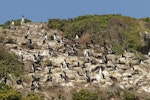 Chatham Island shag | Papua. Breeding colony. Star Keys, Chatham Islands, November 2020. Image © James Russell by James Russell.