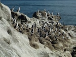 Chatham Island shag | Papua. Adults on breeding colony. Star Keys, Chatham Islands, August 1968. Image © Department of Conservation (image ref: 10043587) by John Kendrick, Department of Conservation.