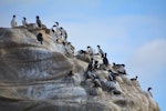 Chatham Island shag | Papua. Breeding colony. Point Weeding, Chatham Islands, September 2016. Image © Oscar Thomas by Oscar Thomas.