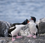 Chatham Island shag | Papua. Adults in courtship. Manukau Point, Chatham Island, September 2020. Image © Denise Poyner by Denise Poyner.