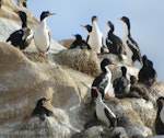 Chatham Island shag | Papua. Adults and large chicks on breeding colony. Point Weeding, Chatham Islands, September 2016. Image © Oscar Thomas by Oscar Thomas.