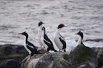 Chatham Island shag | Papua. Roosting flock. Manukau, Chatham Island, July 2020. Image © Tim Park by Tim Park.