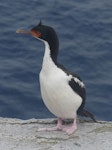 Bounty Island shag. Adult. Proclamation Island, Bounty Islands, October 2019. Image © Alan Tennyson by Alan Tennyson.