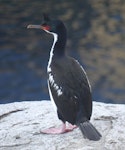 Bounty Island shag. Adult. Proclamation Island, Bounty Islands, October 2019. Image © Alan Tennyson by Alan Tennyson.