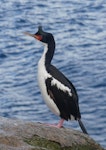 Bounty Island shag. Adult. Proclamation Island, Bounty Islands, October 2019. Image © Alan Tennyson by Alan Tennyson.