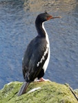 Bounty Island shag. Adult. Proclamation Island, Bounty Islands, October 2019. Image © Alan Tennyson by Alan Tennyson.