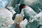 Bounty Island shag. Adult. Bounty Islands, December 1997. Image © Andrea Booth, Department of Conservation by Andrea Booth, Department of Conservation.