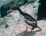 Bounty Island shag. Adult. Bounty Islands, December 1997. Image © Andrea Booth, Department of Conservation by Andrea Booth, Department of Conservation.