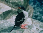 Bounty Island shag. Adult. Bounty Islands, December 1997. Image © Andrea Booth, Department of Conservation by Andrea Booth, Department of Conservation.