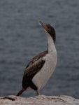 Bounty Island shag. Non-breeding adult. Bounty Islands, November 2014. Image © Sara Larcombe by Sara Larcombe.