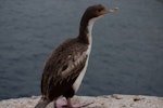 Bounty Island shag. Non-breeding adult. Bounty Islands, November 2014. Image © Sara Larcombe by Sara Larcombe.