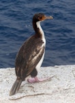 Bounty Island shag. Immature. Proclamation Island, Bounty Islands, October 2019. Image © Alan Tennyson by Alan Tennyson.