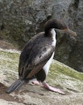 Bounty Island shag. Immature. Proclamation Island, Bounty Islands, October 2019. Image © Alan Tennyson by Alan Tennyson.