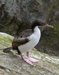 Bounty Island shag. Immature. Proclamation Island, Bounty Islands, October 2019. Image © Alan Tennyson by Alan Tennyson.