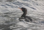 Bounty Island shag. Adult on water. Bounty Islands, January 2007. Image © Detlef Davies by Detlef Davies.