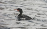 Bounty Island shag. Adult on water. Bounty Islands, January 2007. Image © Detlef Davies by Detlef Davies.