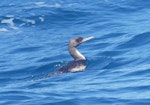 Bounty Island shag. Immature swimming. At sea off the Bounty Islands, October 2019. Image © Alan Tennyson by Alan Tennyson.