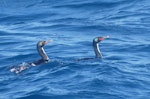 Bounty Island shag. Adults swimming. At sea off the Bounty Islands, October 2019. Image © Alan Tennyson by Alan Tennyson.