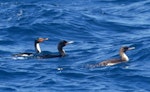 Bounty Island shag. Adults and immature swimming. At sea off the Bounty Islands, October 2019. Image © Alan Tennyson by Alan Tennyson.