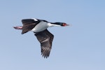 Bounty Island shag. Adult in flight. Bounty Islands, November 2016. Image © Edin Whitehead by Edin Whitehead.