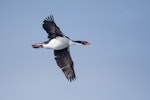 Bounty Island shag. Adult in flight. Bounty Islands, November 2016. Image © Edin Whitehead by Edin Whitehead.