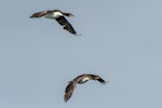 Bounty Island shag. Adult and juvenile in flight. Bounty Islands, November 2016. Image © Edin Whitehead by Edin Whitehead.