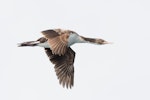 Bounty Island shag. Juvenile in flight. Bounty Islands, November 2016. Image © Edin Whitehead by Edin Whitehead.