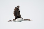 Bounty Island shag. Juvenile in flight. Bounty Islands, November 2016. Image © Edin Whitehead by Edin Whitehead.