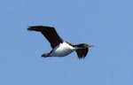 Bounty Island shag. Adult. At sea off the Bounty Islands, October 2019. Image © Alan Tennyson by Alan Tennyson.