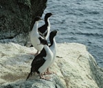 Bounty Island shag. Adults and juveniles at roost. Bounty Islands. Image © Department of Conservation (image ref: 10034336) by Murray Williams, Department of Conservation.