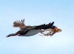 Bounty Island shag. Adult carrying nesting material. At sea off the Bounty Islands, October 2019. Image © Alan Tennyson by Alan Tennyson.