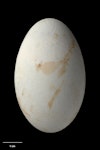 Bounty Island shag. Egg 65.2 x 39.5 mm (NMNZ OR.021488, collected by Gerry van Tets). Proclamation Island, Bounty Islands, November 1978. Image © Te Papa by Jean-Claude Stahl.