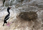 Bounty Island shag. Adult beside empty nest. Proclamation Island, Bounty Islands, October 2019. Image © Alan Tennyson by Alan Tennyson.