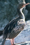 Bounty Island shag. Juvenile. Bounty Islands, December 1997. Image © Andrea Booth, Department of Conservation by Andrea Booth, Department of Conservation.