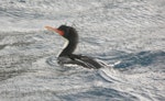 Bounty Island shag. Adult on water. Bounty Islands, January 2007. Image © Detlef Davies by Detlef Davies.