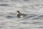 Bounty Island shag. Adult on water. Bounty Islands, January 2007. Image © Detlef Davies by Detlef Davies.