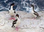 Bounty Island shag. Adults (left) and immature (right). Proclamation Island, Bounty Islands, October 2019. Image © Alan Tennyson by Alan Tennyson.