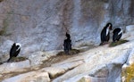 Bounty Island shag. Adults nesting on ledge. Tunnel Island, Bounty Islands, October 2019. Image © Alan Tennyson by Alan Tennyson.