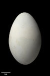 Campbell Island shag. Egg 62.4 x 39.3 mm (NMNZ OR.015639, collected by Philip Owens). Perseverance Harbour, Campbell Island, February 1970. Image © Te Papa by Jean-Claude Stahl.