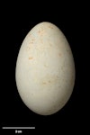 Spotted shag | Kawau tikitiki. Egg 58.2 x 37.0 mm (NMNZ OR.002093, collected by Geoffrey Buddle). Noises Islands, Hauraki Gulf, October 1937. Image © Te Papa by Jean-Claude Stahl.