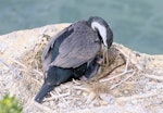 Spotted shag | Kawau tikitiki. Adult feeding recently hatched chick. Oamaru, November 2018. Image © Rebecca Bowater by Rebecca Bowater.