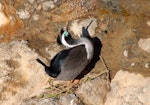 Spotted shag | Kawau tikitiki. Male displaying at nest site. Otago Peninsula, August 2008. Image © Peter Reese by Peter Reese.