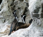 Spotted shag | Kawau tikitiki. Pair at nest. Kaikoura coast, June 2011. Image © Joke Baars by Joke Baars.